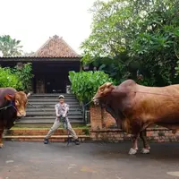 Potret Irfan Hakim dengan sapi raksasa miliknya (Instagram/irfanhakim75).
