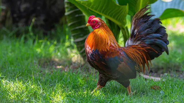 Ayam