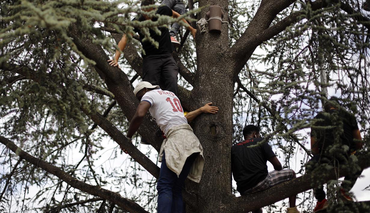 Fans PSG memanjat pohon hanya untuk menyaksikan kehadiran sang Bintang Neymar saat perkenalan di Parc des Princes, Paris, (4/7/2017).(AP/Kamil Zihnioglu)
