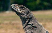 Viral Pria di Tambora Panggul Karung Putih Diduga Mayat, Ternyata Isinya Biawak