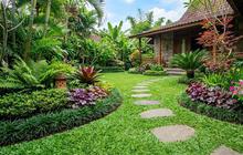 8 Tanaman yang Cocok Dipadukan dengan Rumput Jepang, Halaman Jadi Lebih Estetik