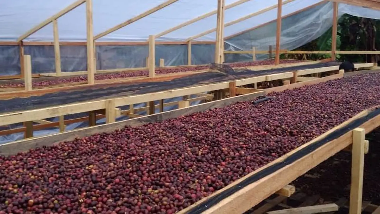 Harga kopi arabika di Kabupaten Solok Selatan, Sumatera Barat mulai membaik setelah sebelumnya sempat anjlok karena terdampak pandemi corona.