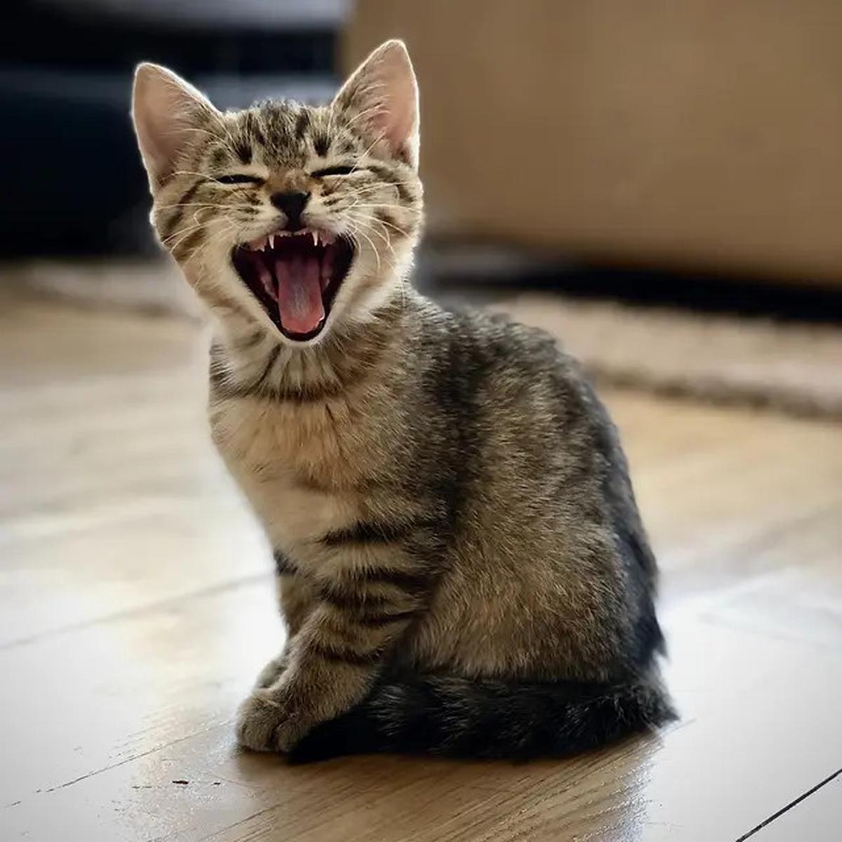 Ini Alasan Manusia Menyayangi Kucing, Kamu yang Mana?