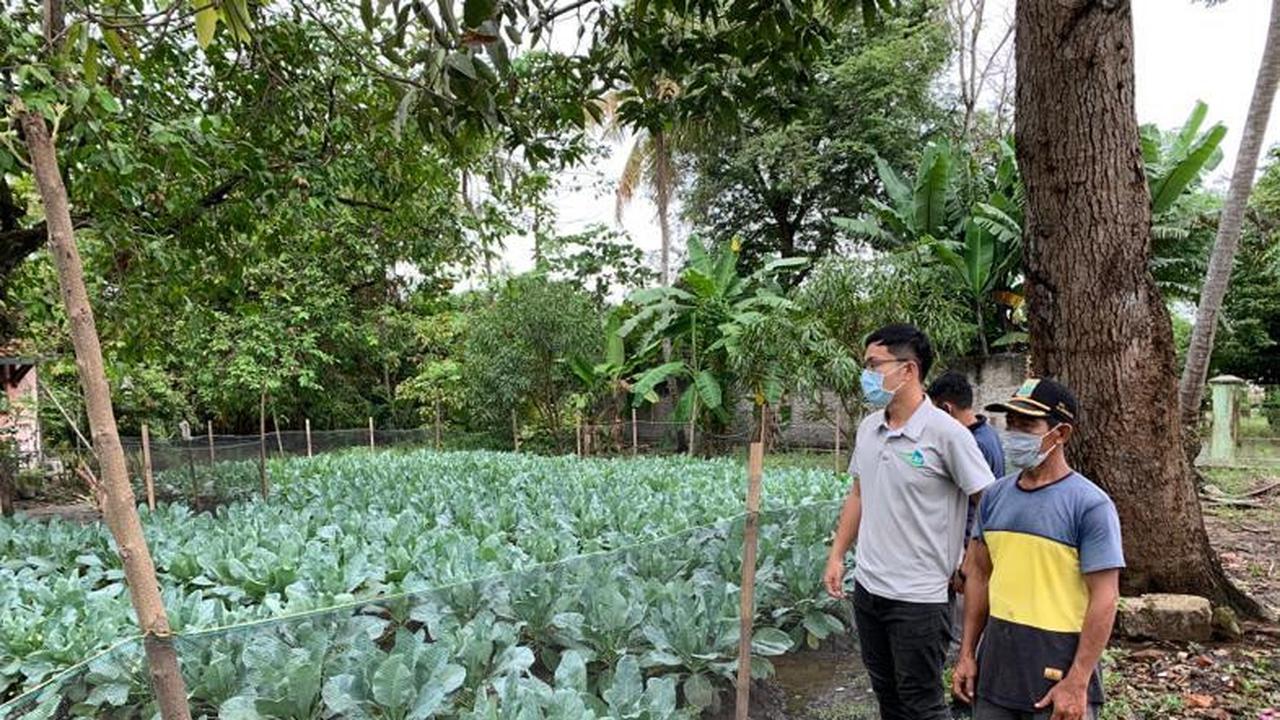 Melalui bantuan Taiwan Technical Mission (TTM), para petani berhasil menanam tanaman hortikultura berkualitas tinggi seperti sayuran tomat kecil, okra dan jambu biji (TETO)