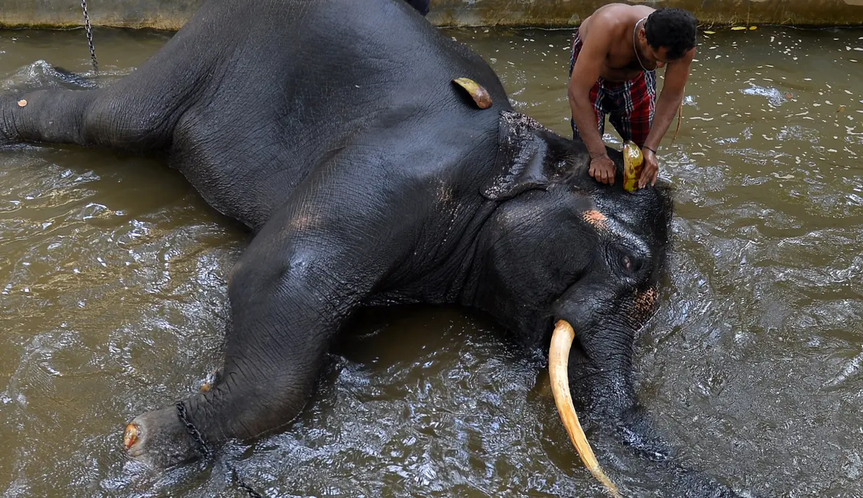 Pawang mencuci seekor gajah di Kolombo (9/8). Pemerintah Sri lanka mengatakan akan mengambil langkah untuk melindungi baik manusia maupun satwa liar. (AFP Photo/Lakruwan Wanniarachchi)
