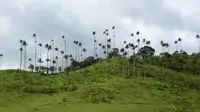 Pohon Palem Kolombia, Tertinggi di Dunia?