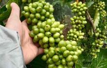 Dukungan Petani Kopi Purbalingga Ditingkatkan, Produktivitas dan Hilirisasi Jadi Prioritas
