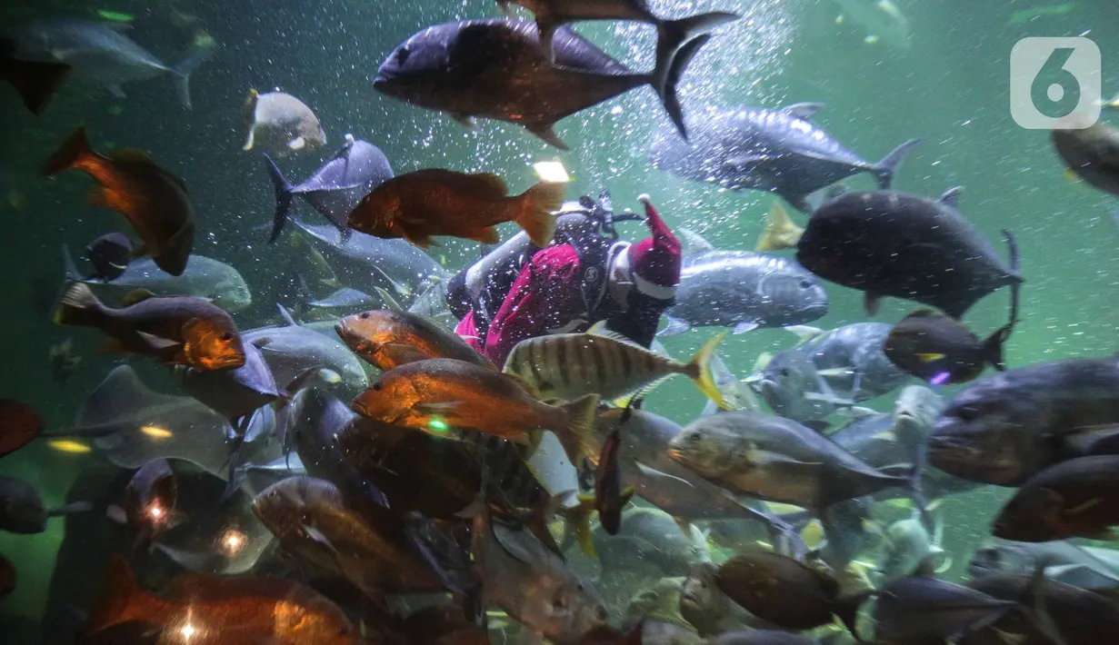 Pengunjung menyaksikan Sinterklas berenang bersama ikan di Sharkquarium arena Sea World Ancol, Jakarta, Rabu  (25/12/2019). Sea World Ancol menampilkan atraksi penyelam Scuba Santa pada perayaan Natal 2019. (Liputan6.com/Faizal Fanani)