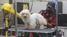 Sejumlah layanan perawatan hewan menjadi peluang bisnis yang dapat menambah pemasukan pet shop. Selain menjual makanan dan perlengkapan, layanan seperti memandikan hewan, mencukur bulu, grooming, penitipan hingga pemeriksaan kesehatan dapat menjadi pilihan bagi pemilik hewan peliharaan. Kenyamanan tempat, kebersihan serta tenaga profesional juga menjadi faktor penting dalam memberikan layanan sekaligus menjaga kepercayaan pelanggan. (KLY/Budy Santoso)