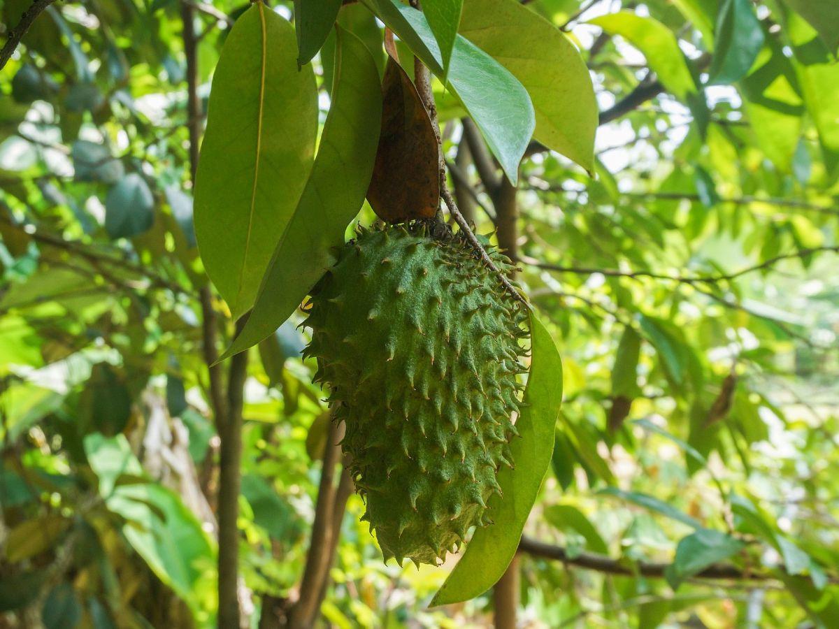 Risiko Efek Samping