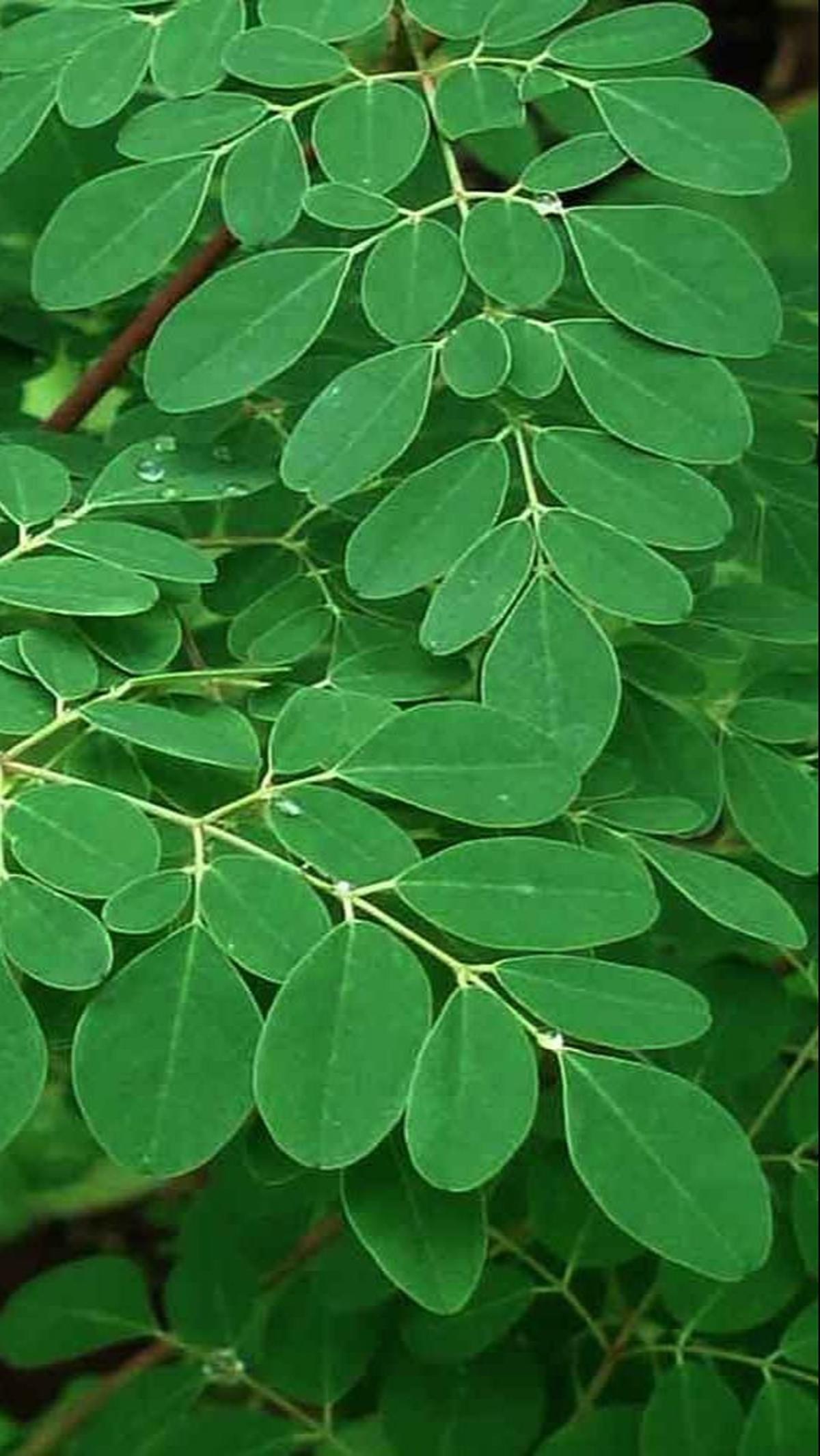 Dengan mengonsumsi daun kelor secara bijak, ibu hamil dapat merasakan berbagai manfaat kesehatan yang ditawarkannya, sekaligus mendukung perkembangan janin dengan optimal.