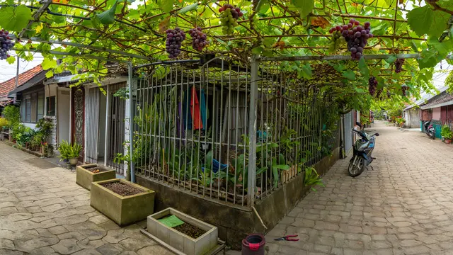 Planter Box Anggur untuk Teras dengan Pagar Besi