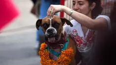 Seorang wanita menaruh bubuk berwarna pada anjingnya selama acara "Kukur Tihar" di Mexico City, Minggu (11/11). Kukur Tihar adalah festival Hindu yang dirayakan khusus untuk menghormati anjing. (AP Photo/Claudio Cruz)