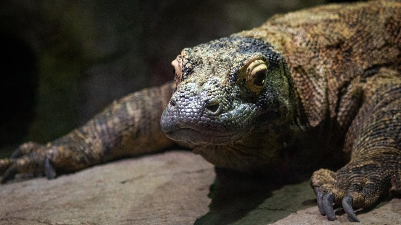 Jangan Takut dengan Biawak, Ini Titik Kelemahannya Bisa Ditangani Dengan Mudah