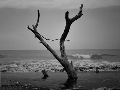 JEJAK - Pohon tua mati berada di lokasi Pantai Beting Muara Gembong menjadi artefak bahwa dulunya daratan dan lautan mempunyai jarak, tapi kini bibir lautan dan daratan telah menyatu. (Liputan6.com/Gempur M Surya)