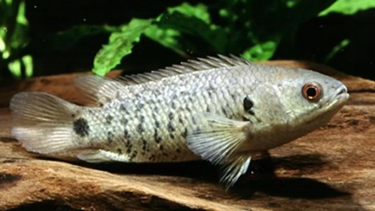 Wow, Ikan Terlezat di Banjarmasin Paling Ditakuti Australia