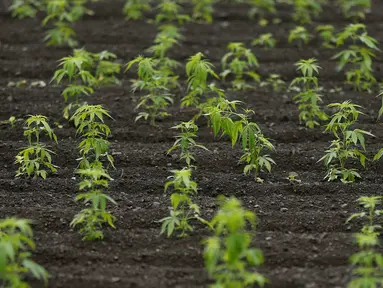 Tanaman ganja yang masih muda terlihat tumbuh subur di sebuah perkebunan terbesar di Kanuma, Prefektur Tochigi, Jepang, 5 Juli 2016. Nantinya ganja tersebut dipanen untuk diolah kembali menjadi kain, tali ataupun kertas. (REUTERS/Issei Kato)