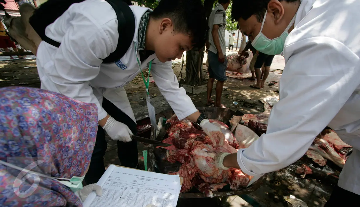 Mahasiswa dari Fakultas Kedokteran Hewan UGM memeriksa potongan dari hewan kurban di Masjid Kauman, Yogyakarta, Senin (12/9). Pemeriksaan dilakukan untuk memastikan tidak ada cacing hati atau penyakit antrax. (Liputan6.com/Boy Harjanto)