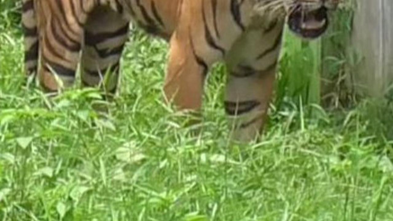 Deretan Fakta Matinya Harimau Benggala di Medan Zoo, KLHK Minta Evaluasi