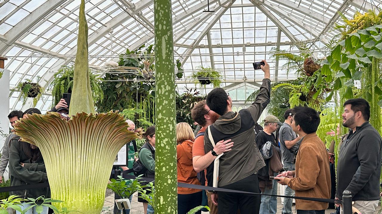 Bunga Bangkai Langka Asal Sumatra Mekar di San Francisco, Pengunjung Rela Antre!