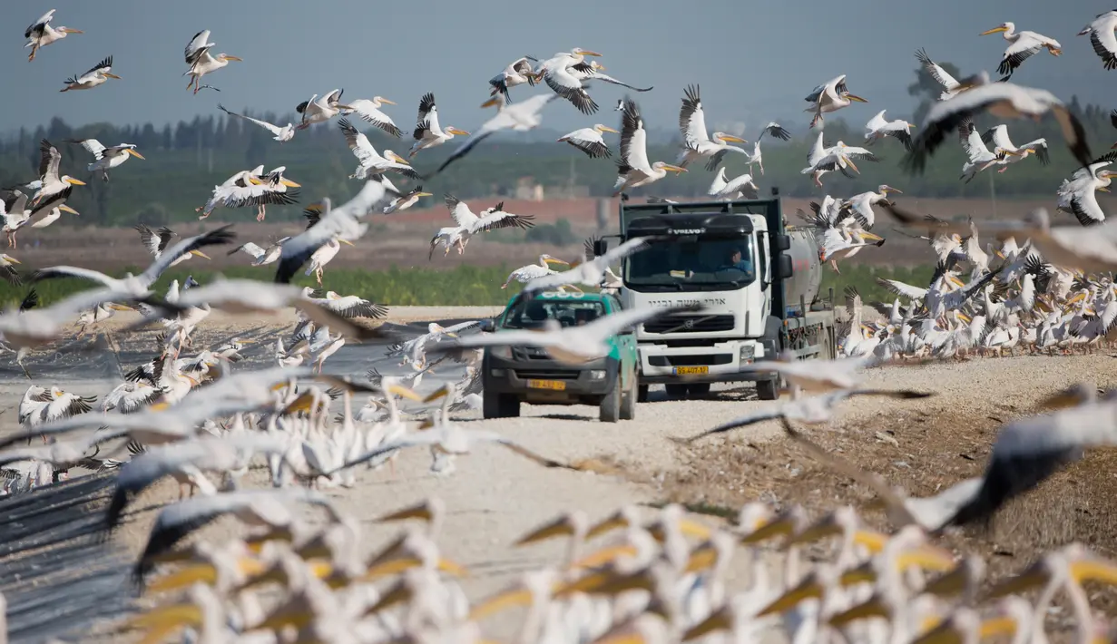 Sejumlah pelikan terbang ketika truk pembawa ikan melintas dekat waduk Mishmar HaSharon di Israel, Rabu (18/10). Ribuan pelikan mampir ke Israel saat perjalanan dari Eropa menuju Afrika untuk beradaptasi selama musim dingin. (AP/Ariel Schalit)