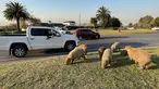 Seorang perempuan mengambil foto kawanan kapibara yang memakan rumput di sebelah jalan di komunitas yang terjaga keamanannya di Tigre, Buenos Aires pada 27 Agustus 2021. Beberapa keluarga capybaras berjalan-jalan di Nordelta, salah satu perumahan paling eksklusif di Argentina. (MAGALI CERVANTES/AFP)