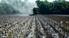 Kapas terlihat di ladang sementara petani memanen tanaman dari lahan seluas 140 hektare di Ellis County, dekat Waxahatchie, Texas, Senin (19/9/2022). Amerika Serikat adalah pemasok kapas terbesar ketiga di dunia, setelah India dan China. (Andy JACOBSOHN/AFP)
