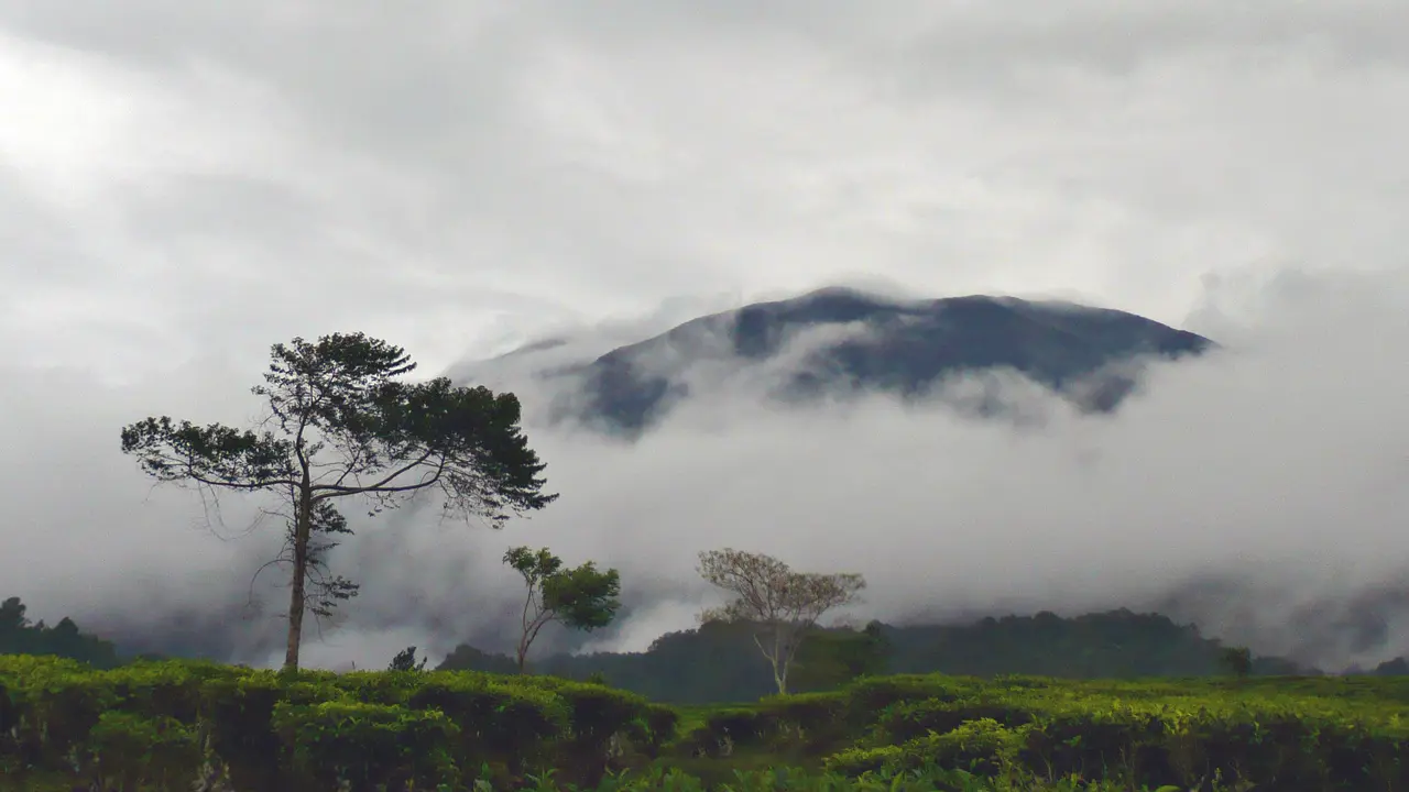 Petani Sawi Tanam Ganja di Kaki Gunung Gede