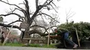 Keith Keiling membawa papan yang akan digunakan sebagai penyanggah batang pohon Oak berusia 600 tahun yang mulai gugur di Bernards, New Jersey (21/4). Menurut legenda, George Washington pernah piknik dibawah pohon ini. (AP Photo/Julio Cortez)