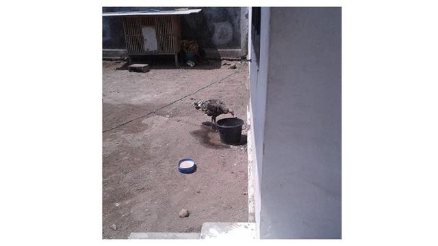 6 Potret Rumah Kekeyi di Nganjuk, Sederhana dan Pelihara Banyak Ayam