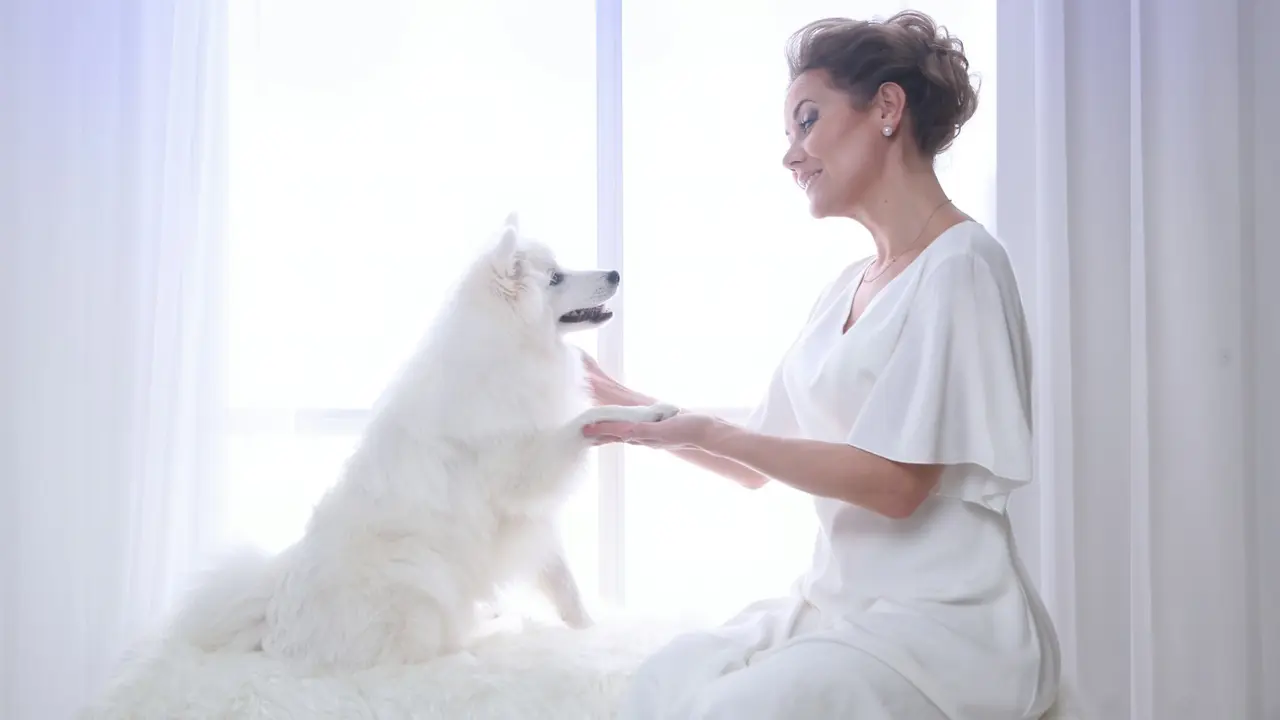 Japanese Spitz