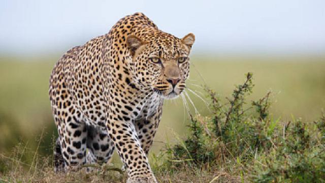 Ilustrasi macan tutul (iStock)