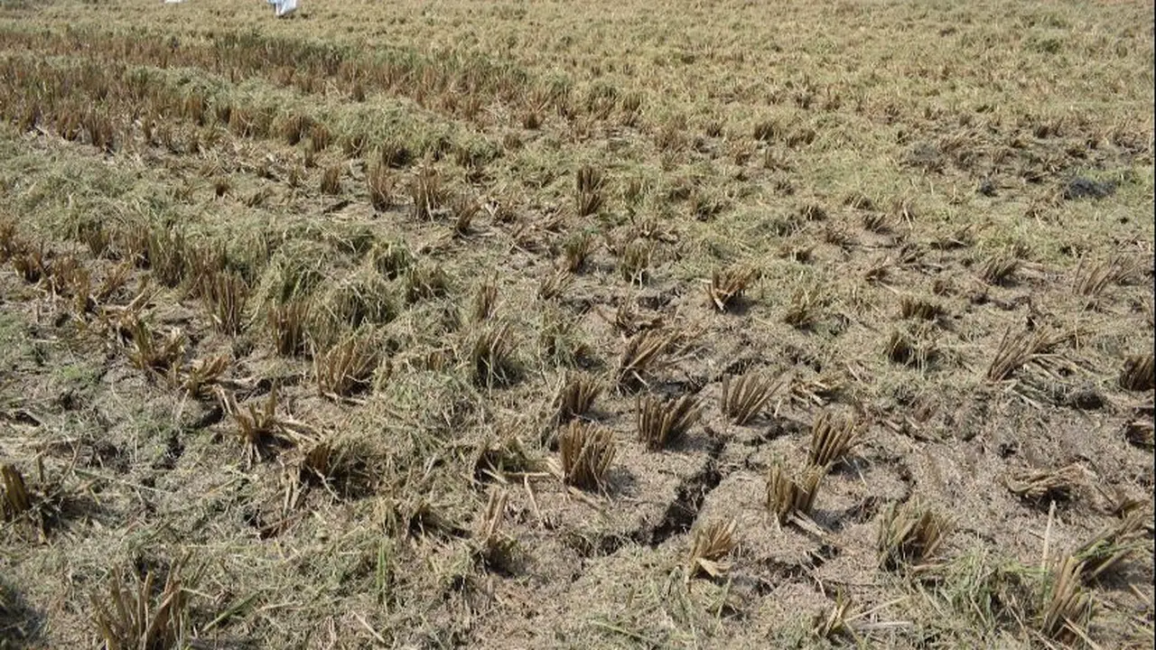 Mentan SYL Instruksikan Jajarannya untuk Mendampingi Para Petani di Lapangan