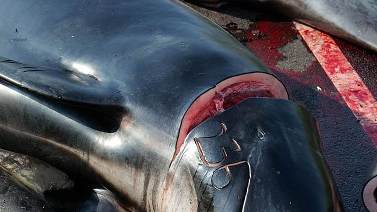 Sebagaimana dilansir The Guardian pada Kamis (15/6), otoritas lokal di wilayah otonomi Denmark menyebutkan bahwa Kepulauan Faroe telah membunuh lebih dari 500 lumba-lumba sejak perburuan dilanjutkan pada Mei.