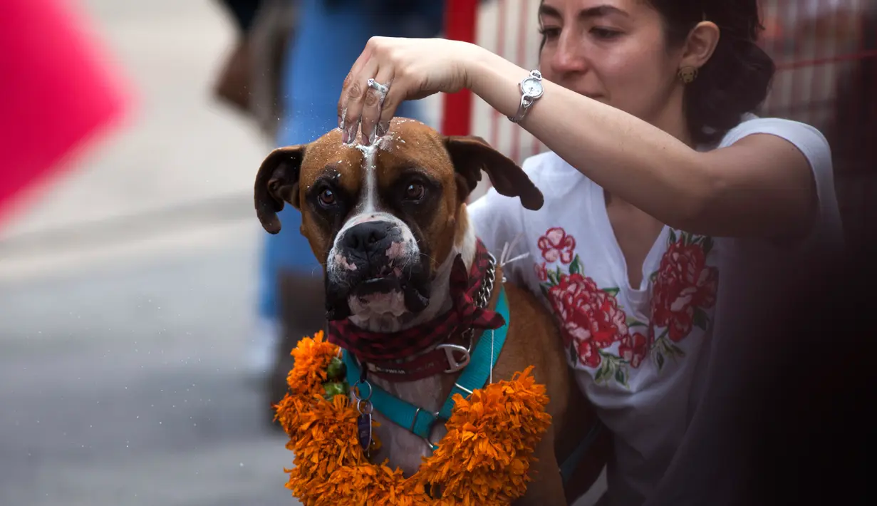 Seorang wanita menaruh bubuk berwarna pada anjingnya selama acara "Kukur Tihar" di Mexico City, Minggu (11/11). Kukur Tihar adalah festival Hindu yang dirayakan khusus untuk menghormati anjing. (AP Photo/Claudio Cruz)