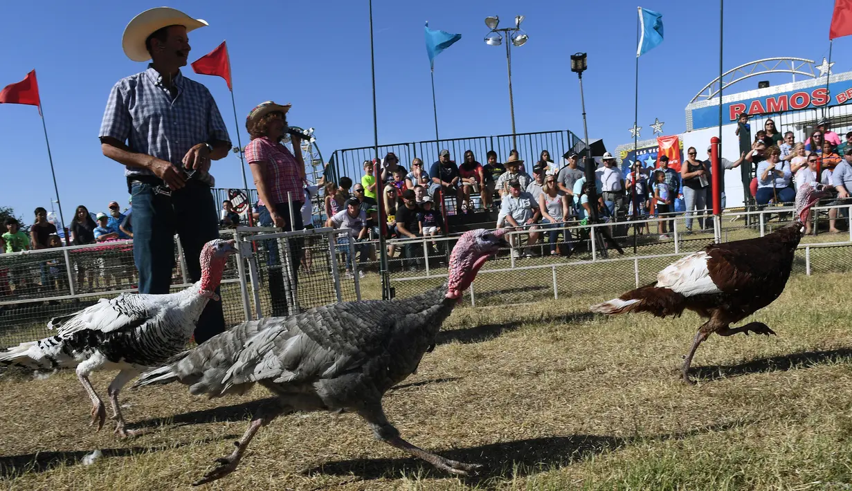 Sejumlah kalkun bersaing dalam balap Turkey Stampede pada acara tahunan Kern County Fair di Bakersfield, California, Sabtu (30/9). Lomba ini diadakan Nancy dan Gil Riegler setiap mereka mengadakan pameran di seluruh negara bagian di AS. (Mark RALSTON/AFP)