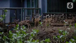 Kawanan rusa beraktivitas dalam kandangnya di Taman Margasatwa Ragunan, Jakarta Selatan, Senin (20/4/2020). Satwa-satwa di Taman Margasatwa Ragunan terlihat lebih tenang karena lingkungan menjadi lebih sepi sesuai habitat aslinya. (Liputan6.com/Faizal Fanani)