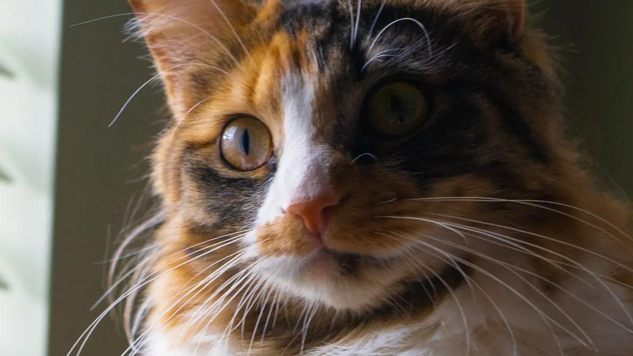 Berkenalan dengan Muezza, Kucing Istimewa dalam Agama Islam