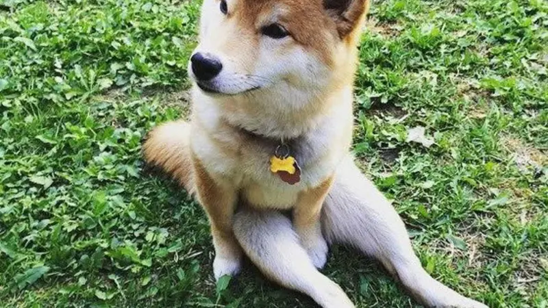 Mikho, Anjing Shiba Inu yang Punya Tingkah Kayak Manusia