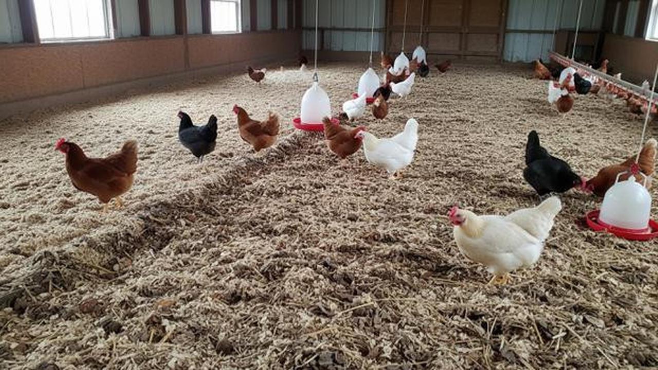 6 Model dan Sistem Pembuangan Kotoran Kandang Ayam Petelur yang Efektif dan Hemat Biaya