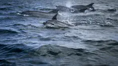 Lumba-lumba berenang di Tagus melewati perahu pengamat spesies laut di lepas pantai Lisbon, Portugal pada 7 Agustus 2021. Sejak adanya pembatasan aktivitas warga akibat pandemi covid-19 (lockdown), lumba-lumba telah kembali ke muara Tagus. (PATRICIA DE MELO MOREIRA / AFP)