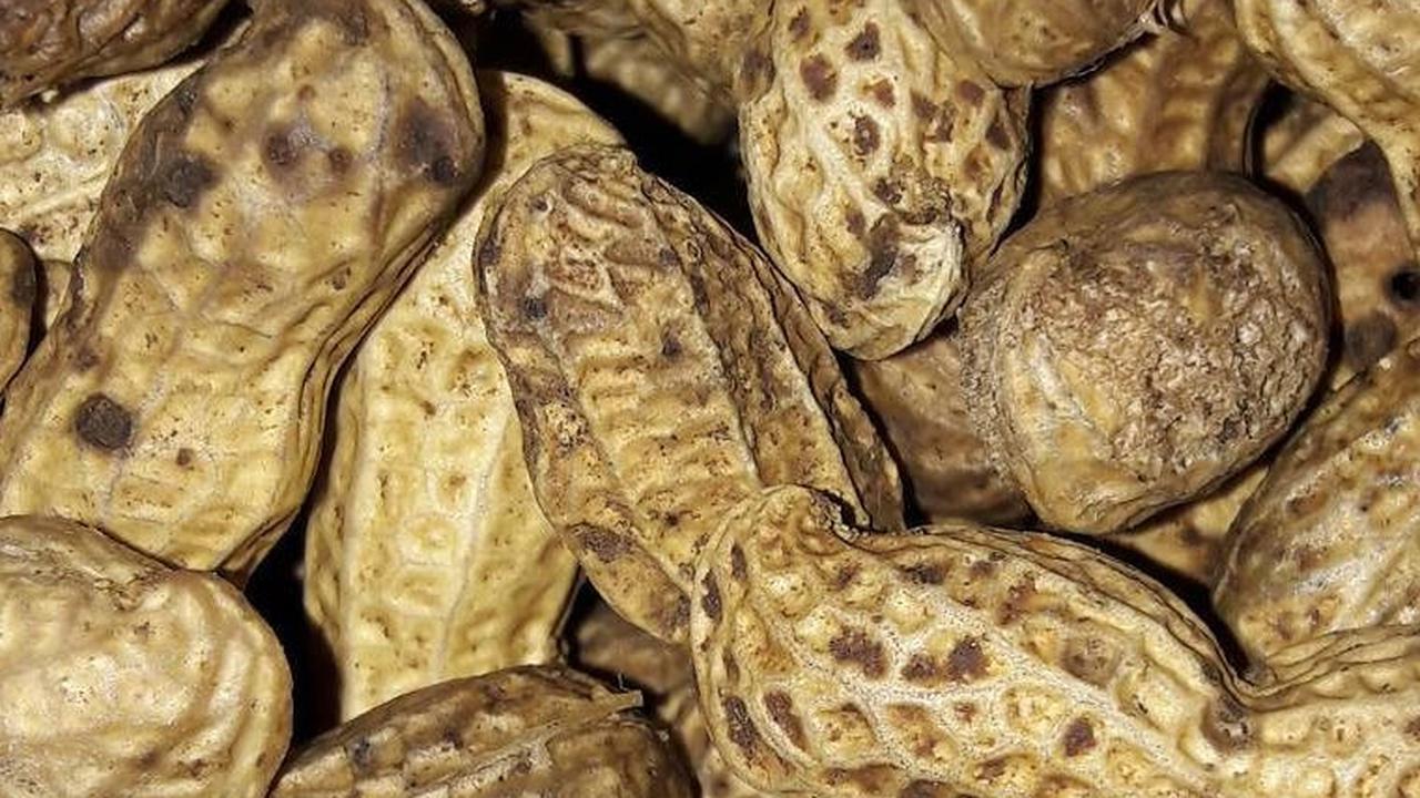 Cara Rebus Kacang Tanah dengan Efisien Tanpa Presto, Cuma Butuh 12 Menit