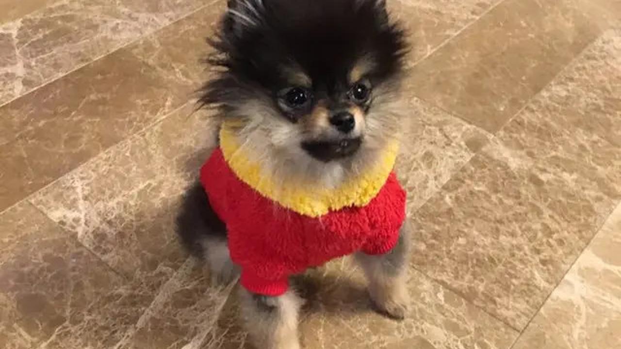 6 Potret Kenangan Yeontan dengan V BTS, Saat Diadopsi hingga Tampil dalam Teaser Lagu di Pengujung Usianya