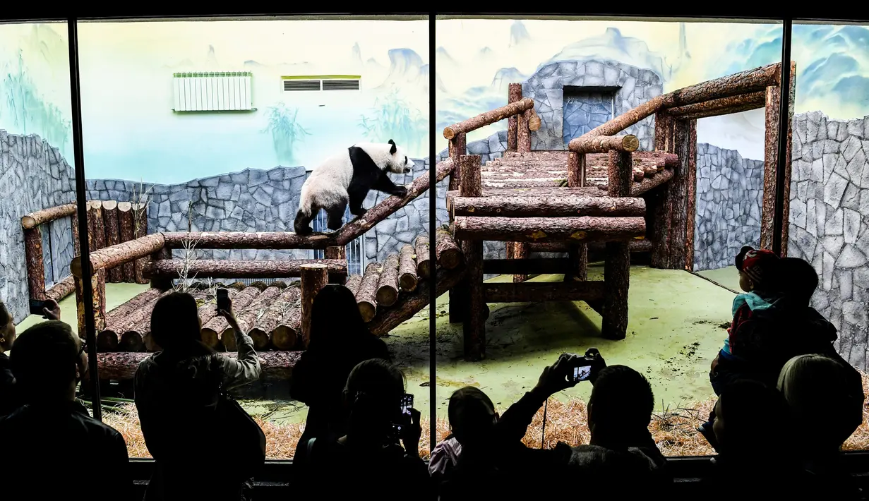 Pengunjung mengambil gambar panda raksasa (ailuropoda melanoleuca) di Kebun Binatang Moskow, Rusia, Sabtu (13/7/2019). (Kirill KUDRYAVTSEV/AFP)