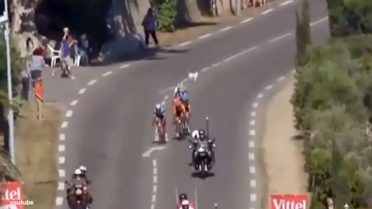anjing-tour-de-france-130701b.jpg