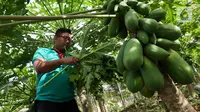 Nanas dan Daun Pepaya: Duo Alami Pengempuk Daging Kurban yang Terbukti Ilmiah