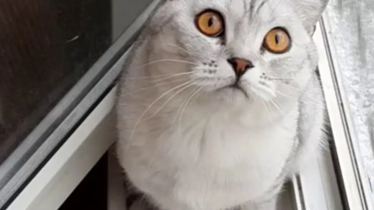 Ditonton Hampir 3 Juta Kali, Ini Dia Kucing Paling Fokus di Dunia