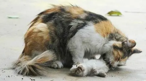 Kisah Haru Induk Kucing Coba Bangunkan Anaknya Yang Mati Lifestyle Fimela Com