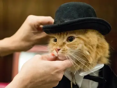 Sam Checo, mendandani kucing Mango dibelakang panggung sebelum tampil dalam pertunjukkan fashion show kucing di Hotel Algonquin di New York, AS (2/8). (AP Photo/Mary Altaffer)