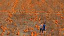 Seorang pria dan wanita berjalan mencari labu untuk perayaan hari Halloween di ladang Rock Creek Farm di Broomfield, Colorado, (27/10). Hari Halloween dirayakan setiap tahun pada tanggal 31 Oktober. (REUTERS/Rick Wilking)